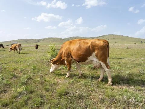Side view full body Simmental dairy cow grazing in the meadow. Stock Photos