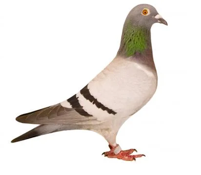 Side view full body of speed racing pigeon isolated white background Stock-Fotos