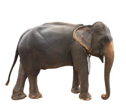 Side view full body of thai elephant standing show beautiful skin and perfect Stock-Fotos