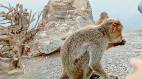 Side View Funny Little Monkey Eats Food and Runs Away Video stock 81647207