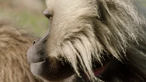 Side view of gelada monkey with hair flapping in wind, Ethiopia Video stock 138893568