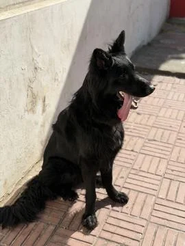 Side View German Shepherd Sitting with Focused Attention Stock Photos