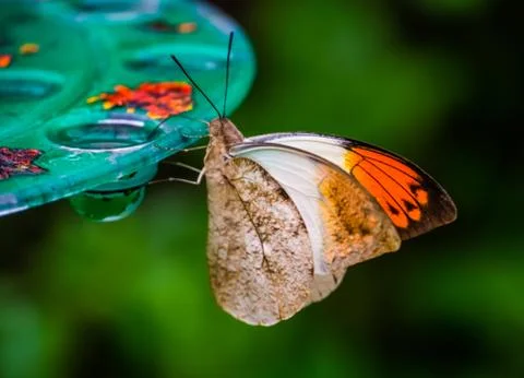 Side view of a giant orange tip butterfly, beautiful tropical insect specie f Stock Photos