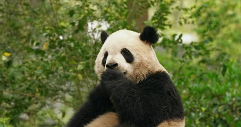 Side view of giant panda bear in the woods Stock Footage 128426195