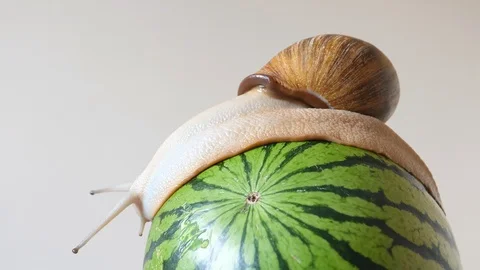 Side view of giant snail on watermelon Vídeo Stock 92448615