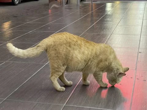 Side View Ginger Cat Sniffing Tiled Floor Stock Photos