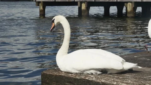 Side view of a graceful swan resting on a wooden staircase in the harbor nea Vídeos de archivo 260114973