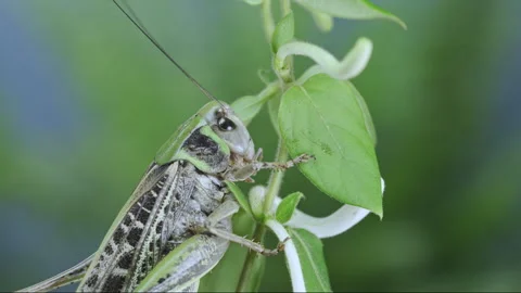 Side view of grasshopper on fresh tubular white flowers of Lonicera Stock Footage 341295697