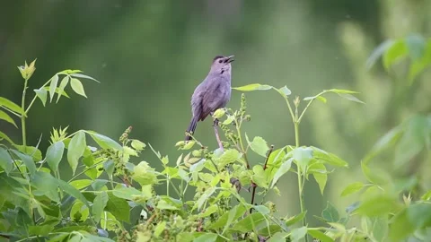 Side view of gray catbird perched on tree singing Stock Footage 310675317
