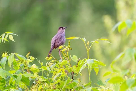 Side view of gray catbird perched on tree Stock Photos