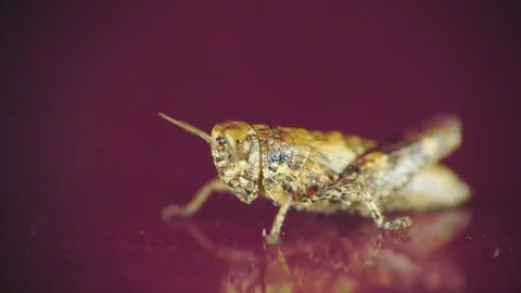 Side view of gray cricket massaging head with one tentacle. Stock Footage 94140538