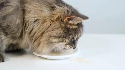 Side view of gray fluffy cat drinking milk from plate in kitchen. 스톡 동영상 165383014