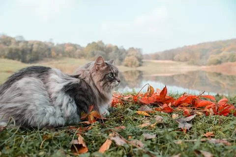 Side view of a gray fluffy cat sitting near the lake. Siberian breed Stock Photos