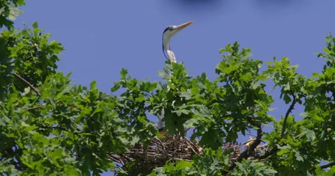 A side view of gray heron standing in a nest high in tree canopy Stock Footage 260229132
