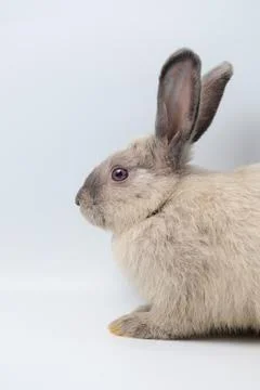 Side view of gray rabbit sitting on white background Stock Photos