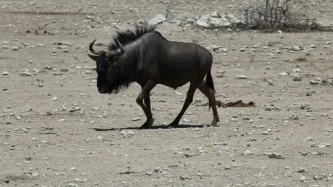 Side view of grayish blue wildebeest walking in field Stock Footage 255210699