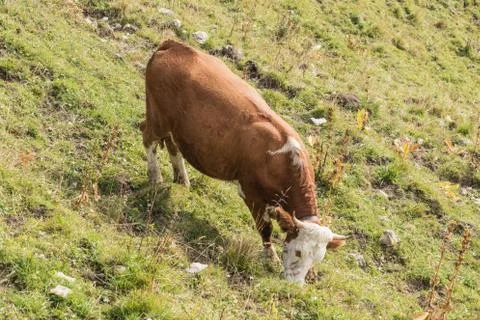 Side view of a grazing cow Stock-Fotos