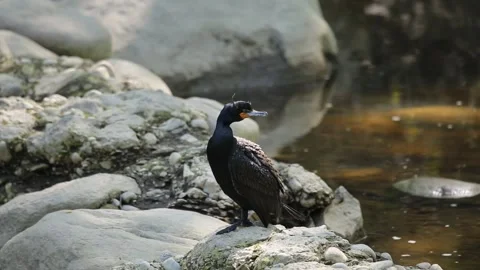 Side view of great cormorant perched on rocks Stock Footage 242926290