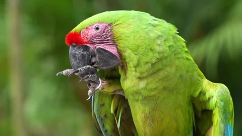 Side view of a great green macaw (Ara ambiguus) or military macaw (Ara 動画素材 270237458