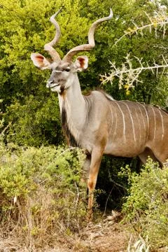 Side View of a Greater Kudu Stock Photos