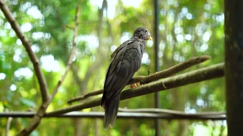 A side view of a Greater Vasa Parrot sitting on a perch with food in its beak 스톡 동영상 311667090