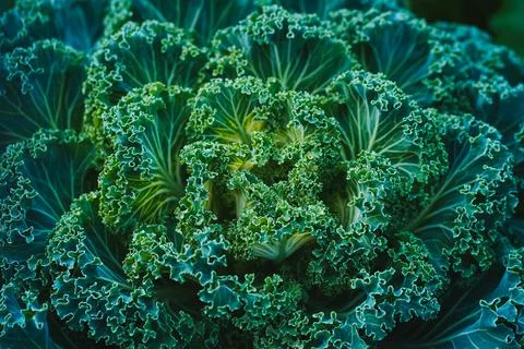 Side view of green decorative cabbage looking like a big unearthly flower Stock Photos