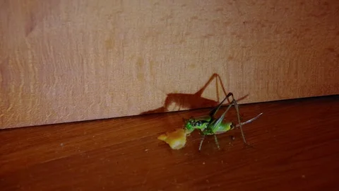 Side view of green grasshopper eating junk food (chips). Stock Footage 94140437