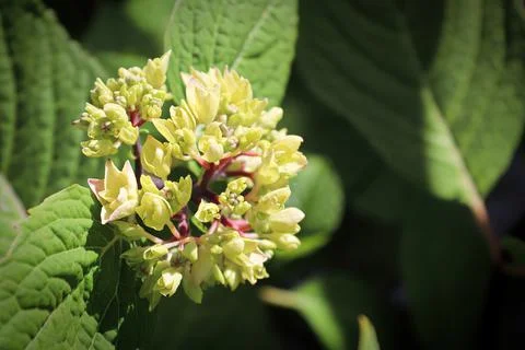 Side view of green hydrangea flower buds Stock Photos