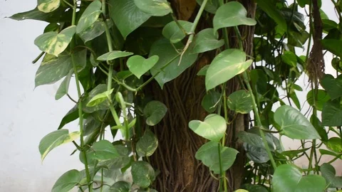 Side view of green mixed forest on summer sunny day Stock Footage 119189166