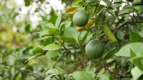 Side view of green oranges with green leaves on the tree Stock Footage 151953369