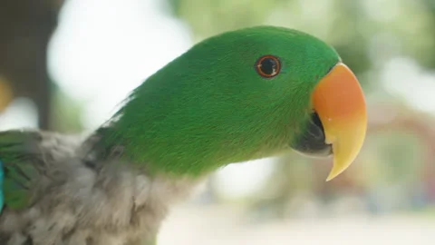 Side View of Green Parrot with Orange Beak in Soft Natural Light Inside Cage, 스톡 동영상 314018406