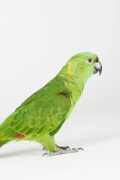 Side view of green parrot Stock Photos