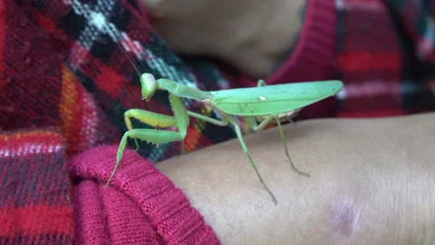 Side view of the green praying mantis with longer legs Stock Footage 163456510