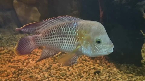 Side view of a Green Terror cichlid. Tropical freshwater fish with vibrant .. Vídeos de archivo 335045737