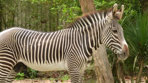 Side View of a Grevy's Zebra Walking Through a Zoo Enclosure Stock Footage 329455893