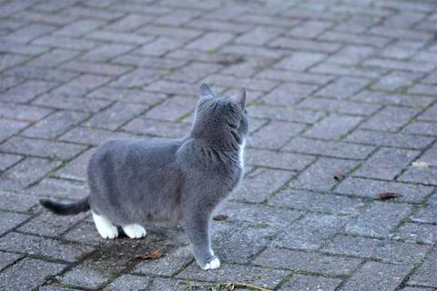 Side view of a grey cat against a grey background Stock Photos