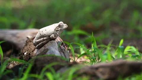 Side View Of Grey Foam-nest Tree Frog In African Savanna. - close up shot Stock Footage 265129595