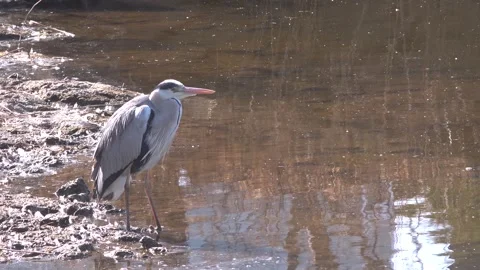 Side View of a Grey Heron Standing by Water Vídeos de archivo 327953442