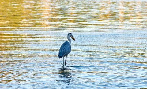 Side view of grey heron standing in water 스톡 사진