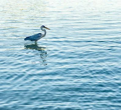 Side view of grey heron standing in water Stock Photos