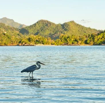 Side view of grey heron wading in water Stock Photos