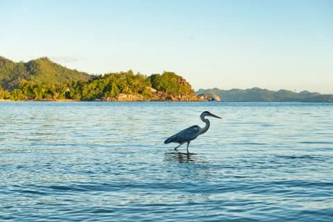 Side view of grey heron wading in water Foto stock