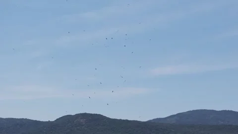 Side view of griffon vultures circling over forest hills in Tietar valley Video stock 333362297