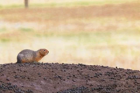 Side view of a ground squirrel sitting on a mound Stock Photos