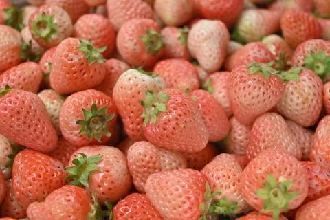 Side view of groups pink strawberries on a market stall for sale Stock Photos