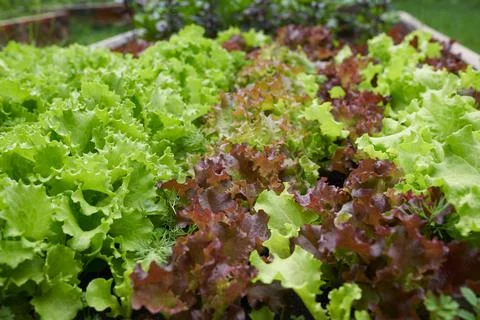 Side view. Growing green leaf lettuce in a garden bed. Green lettuce leaves on Stock Photos