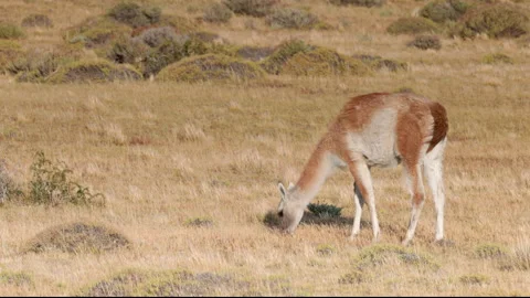 Side view of a guanaco walking and grazing at torres del paine Stock Footage 293531315