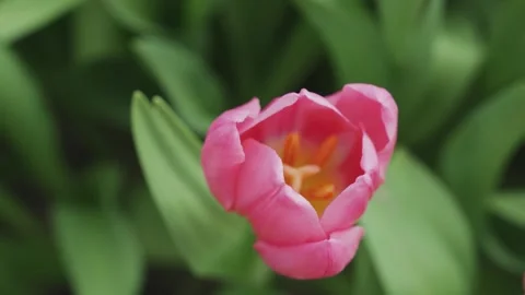Side view of a half-opened pink tulip. Purple flower petals. Blooming spring Stock Footage 269522790