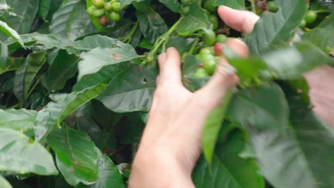 Side View – Hands Picking Coffee Beans Stock Footage 317505395