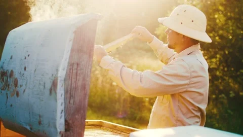 Side-view of a handsome Caucasian man working in apiary, opening beehive picking Stock Footage 248462853